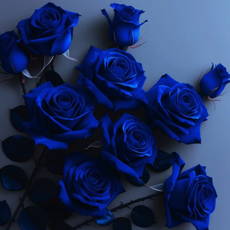 Why are blue rose so special?